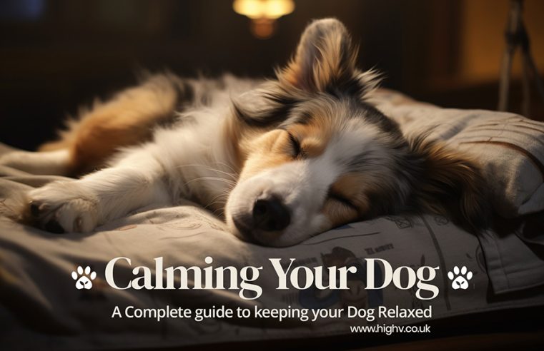 Car Sickness or Car Anxiety? Making Travel Easier for Your Dog